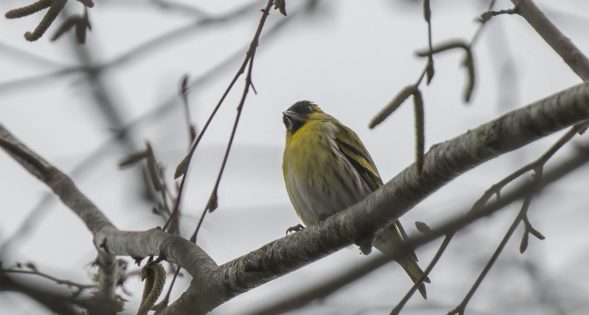 Чиж лісовий - ML549238671