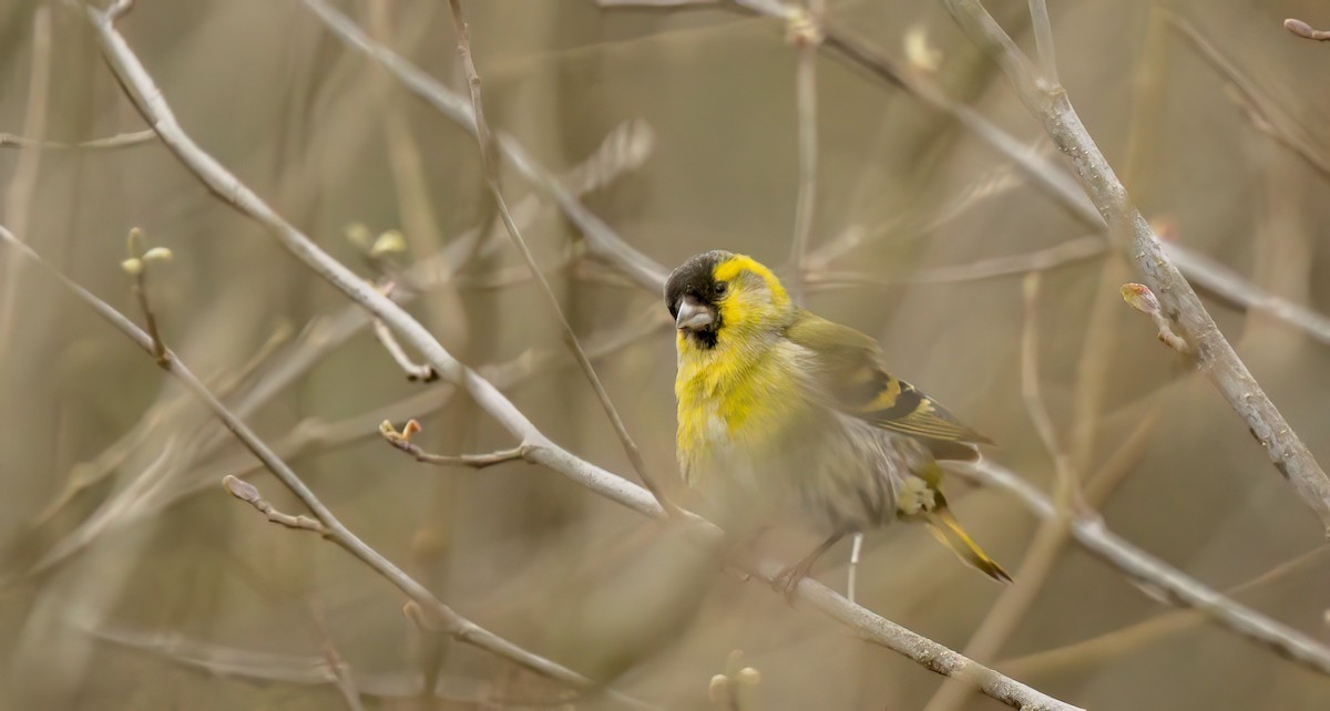 Чиж лісовий - ML549238691