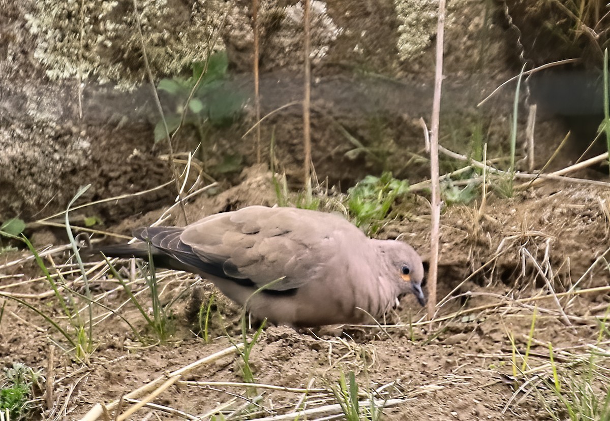 Black-winged Ground Dove - ML549240641