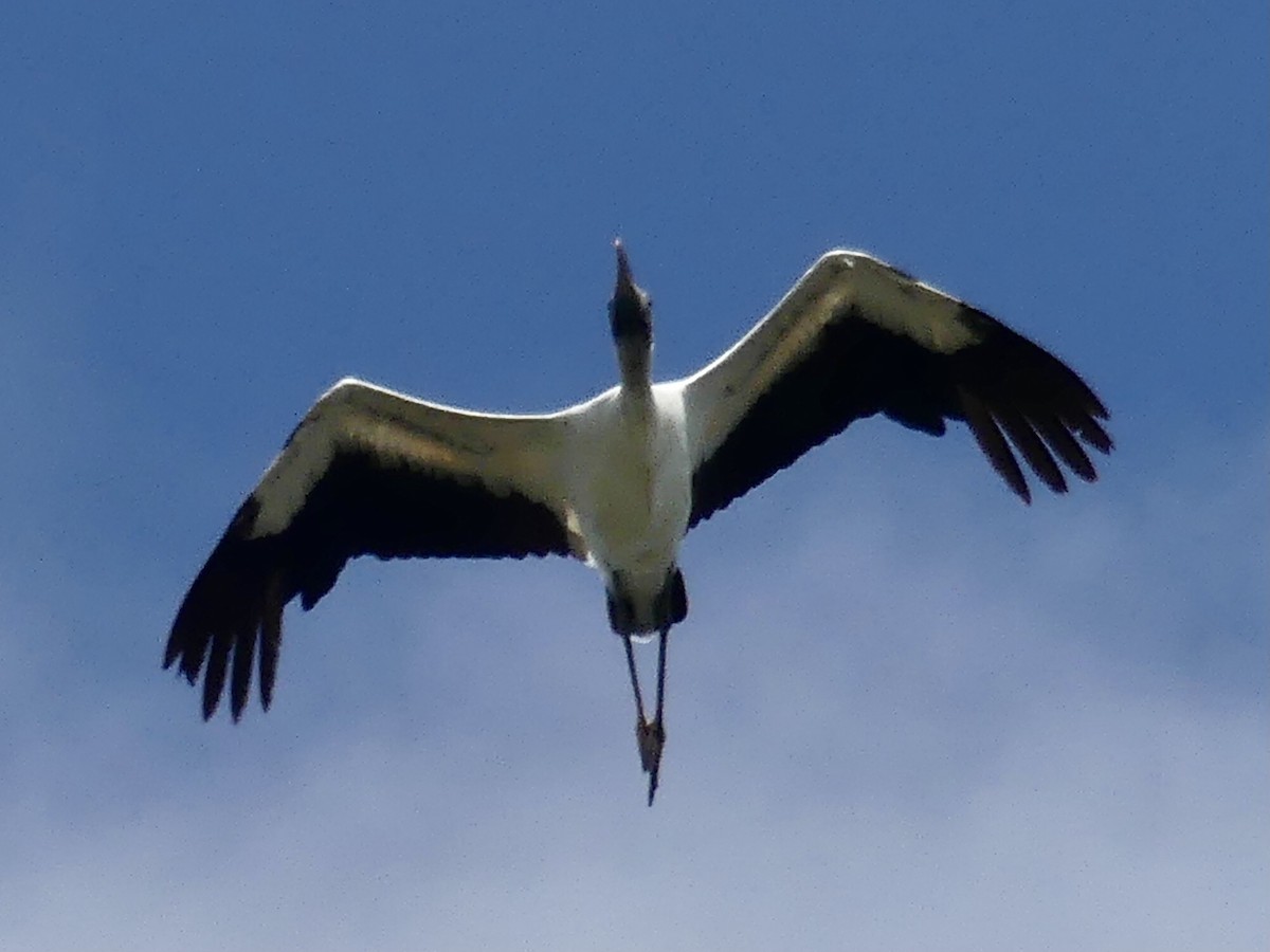 Wood Stork - ML549240651