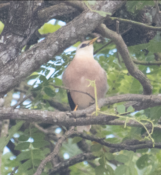 Vinous-breasted Myna - ML549241271