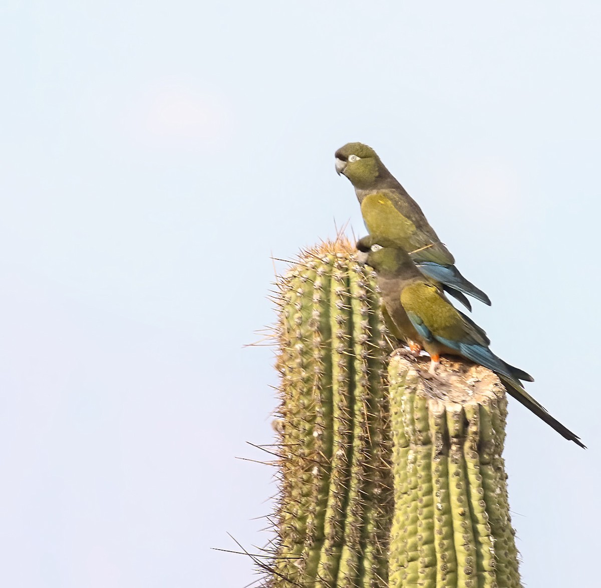 Conure de Patagonie - ML549242301