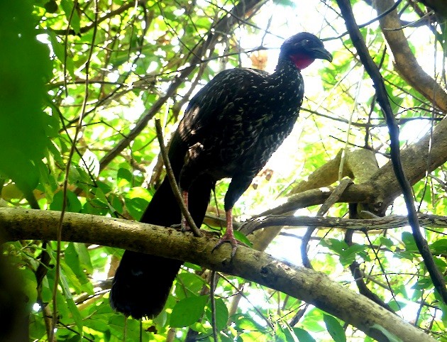 Crested Guan - ML549242631