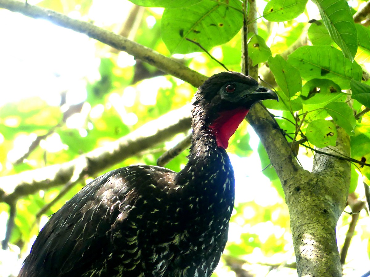 Crested Guan - ML549242681