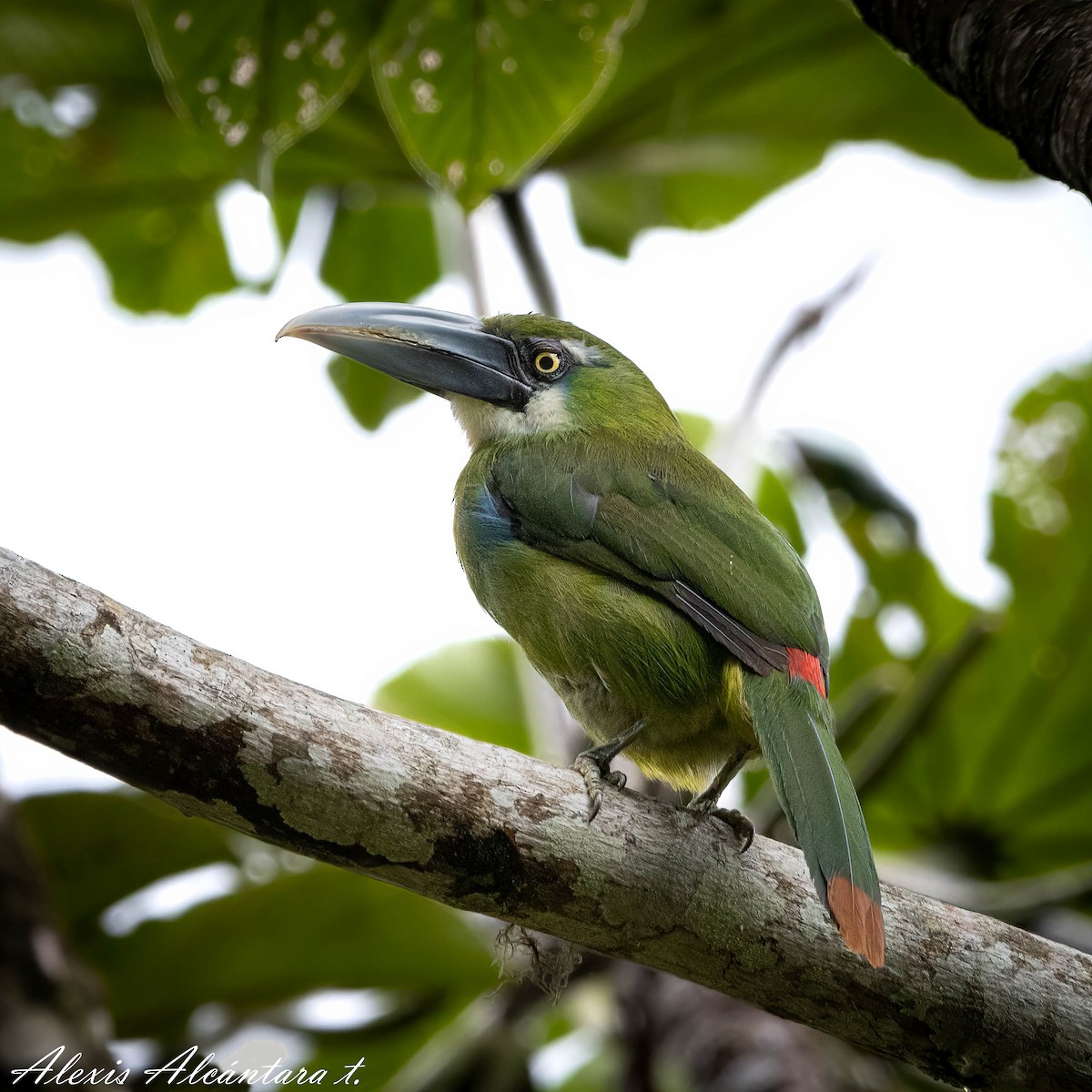 Blue-banded Toucanet - ML549243541