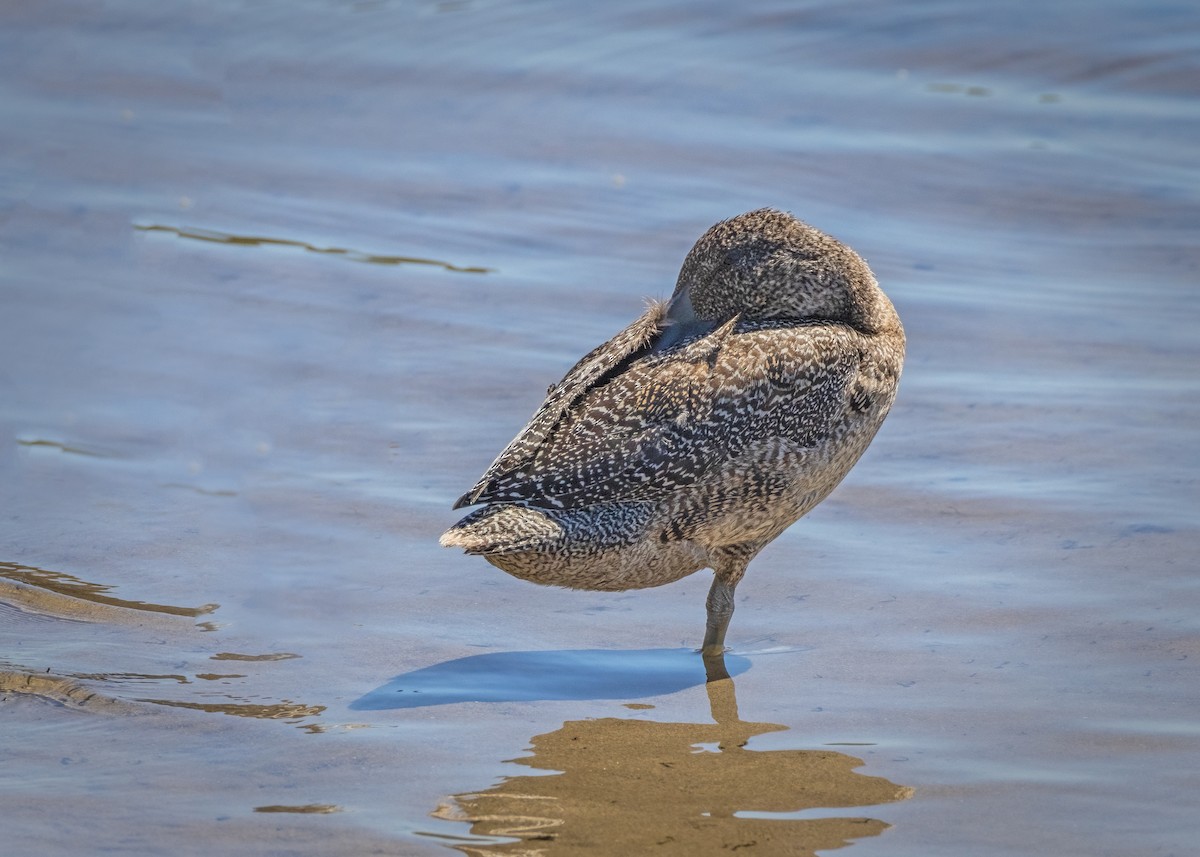 Freckled Duck - Julie Clark