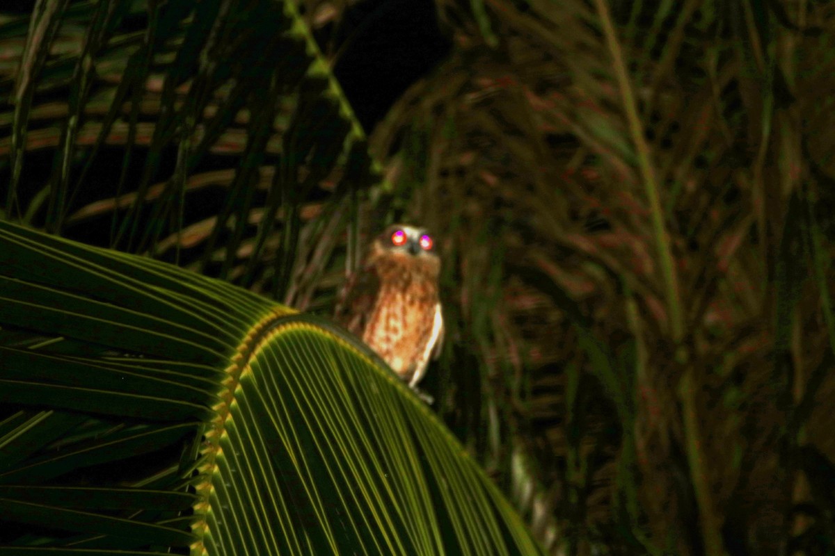 Австралийская иглоногая сова [группа boobook] - ML549243781