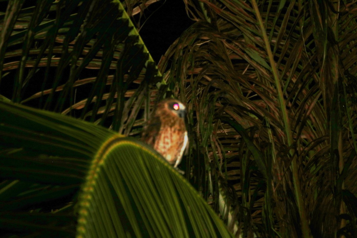 Австралийская иглоногая сова [группа boobook] - ML549244181