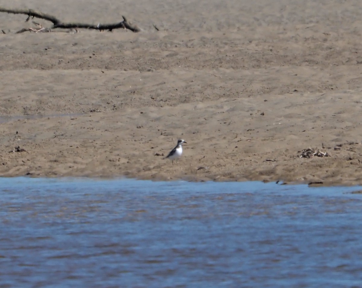 Greater Sand-Plover - ML549244851