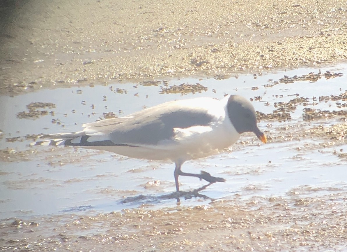 Sabine's Gull - Deborah House