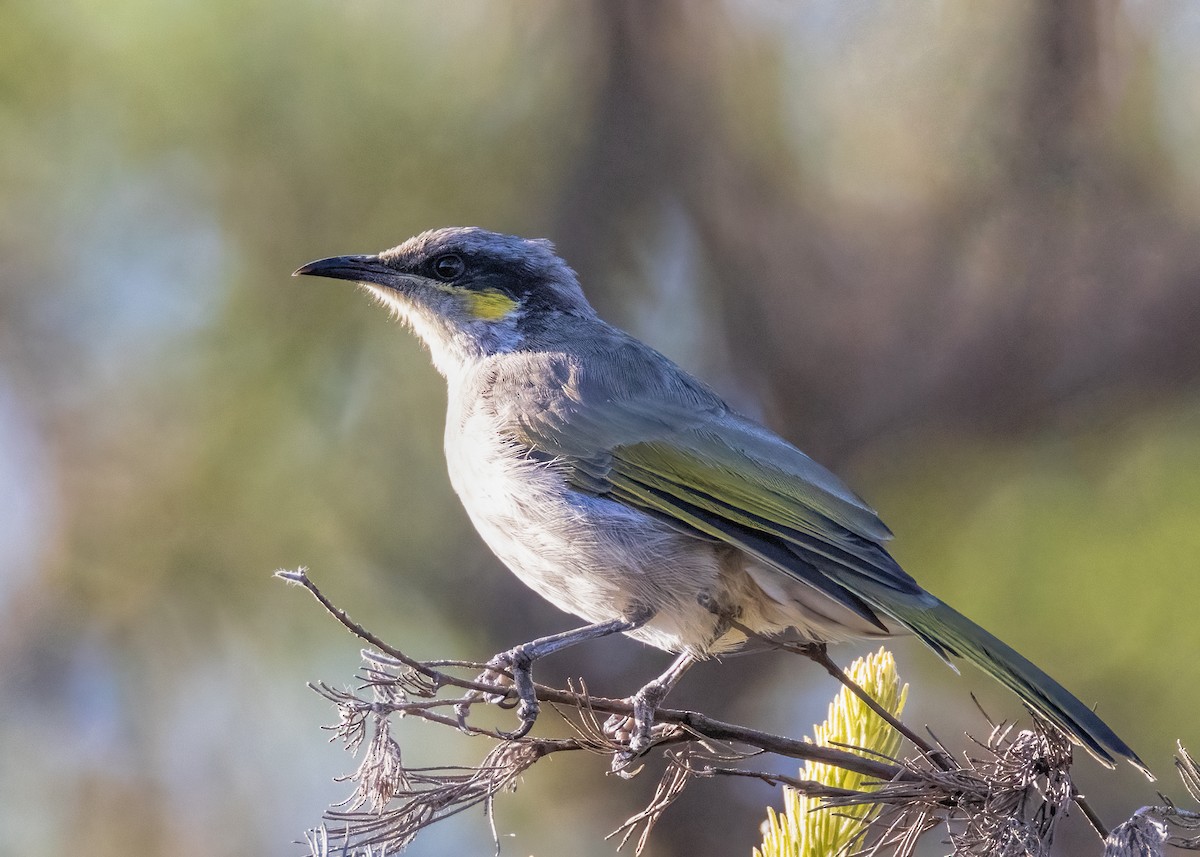 Singing Honeyeater - ML549245961