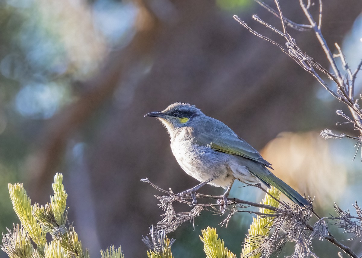 Singing Honeyeater - ML549245971