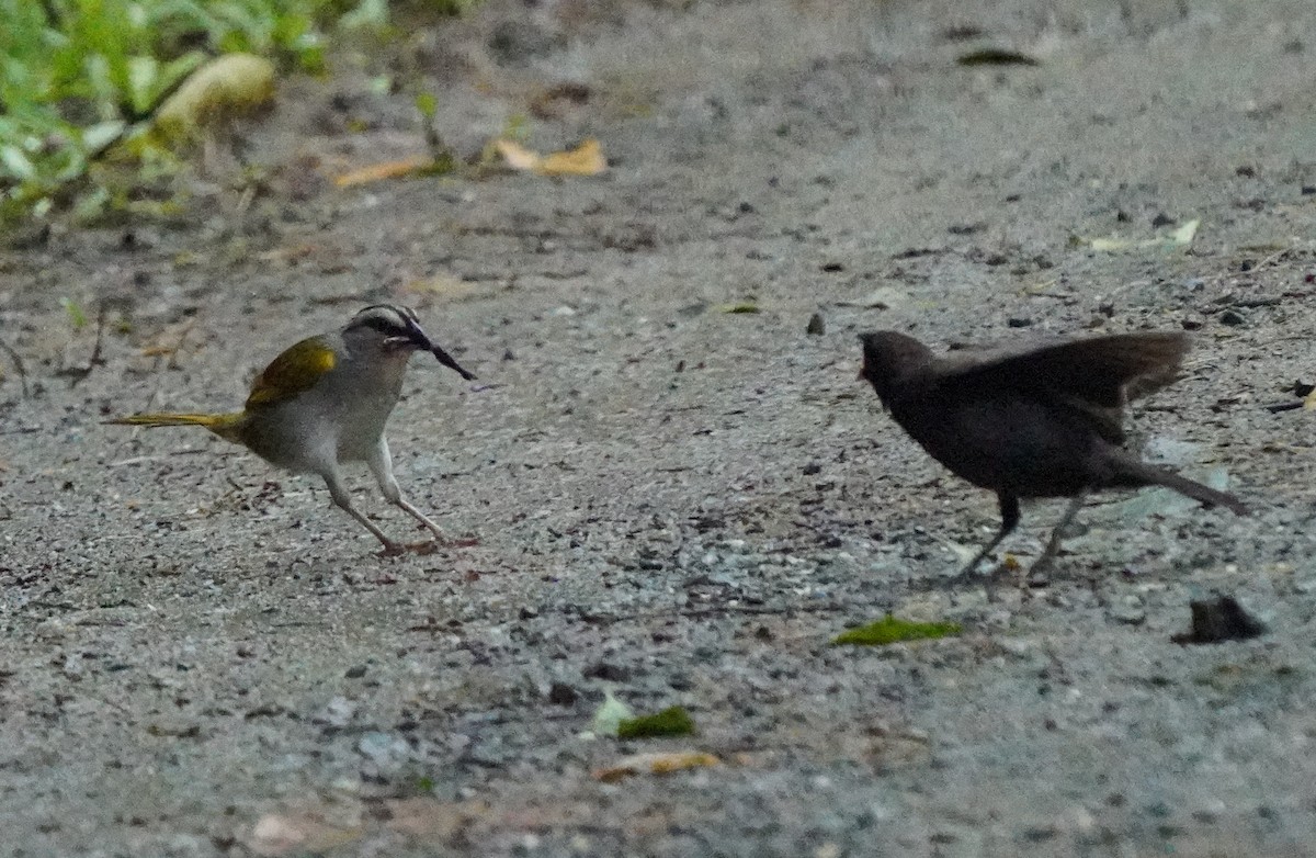 Black-striped Sparrow - ML549246761