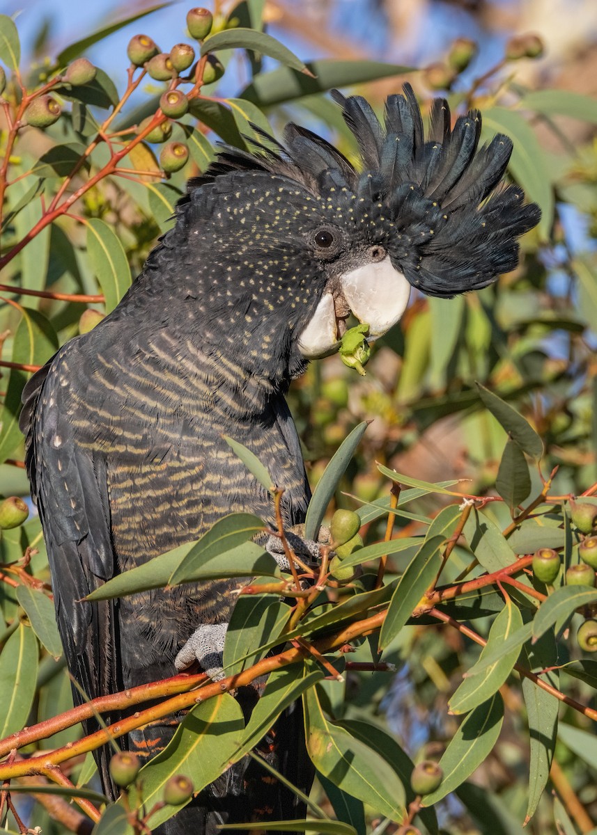 Red-tailed Black-Cockatoo - ML549246861