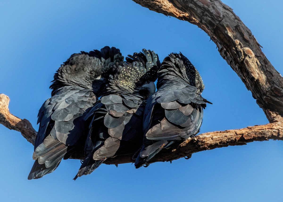 Red-tailed Black-Cockatoo - ML549246871