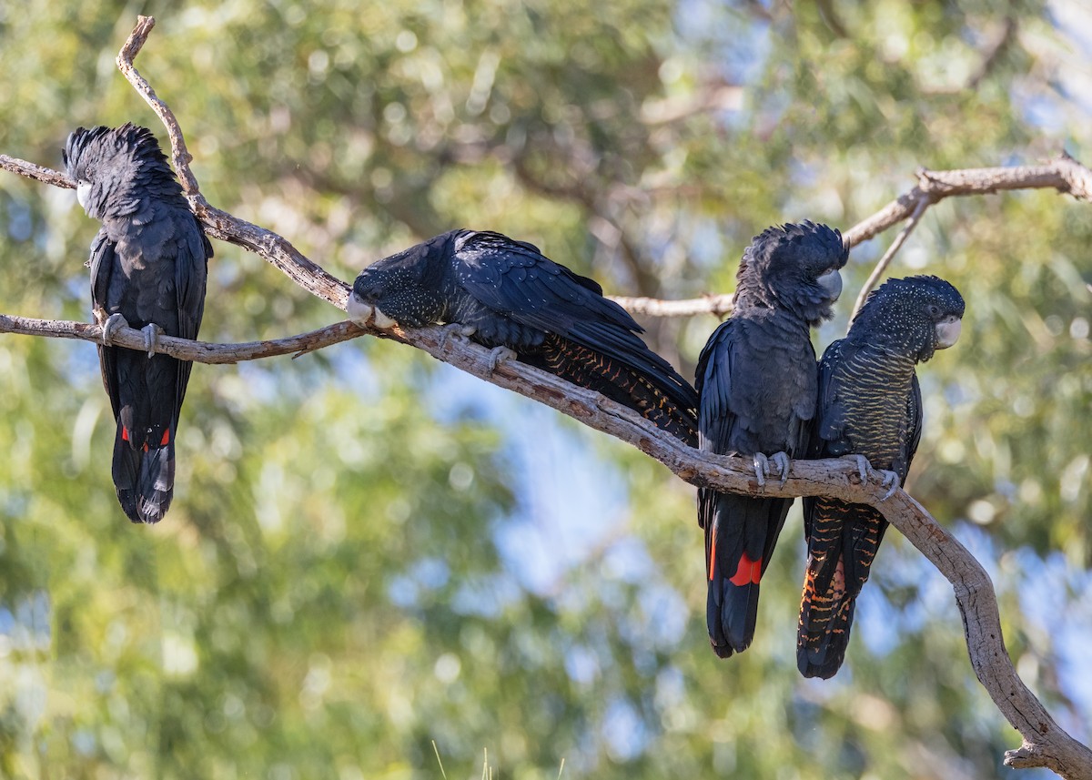 Red-tailed Black-Cockatoo - ML549246881