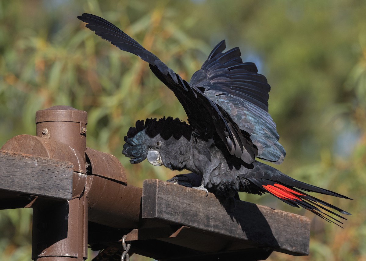 Red-tailed Black-Cockatoo - ML549246891