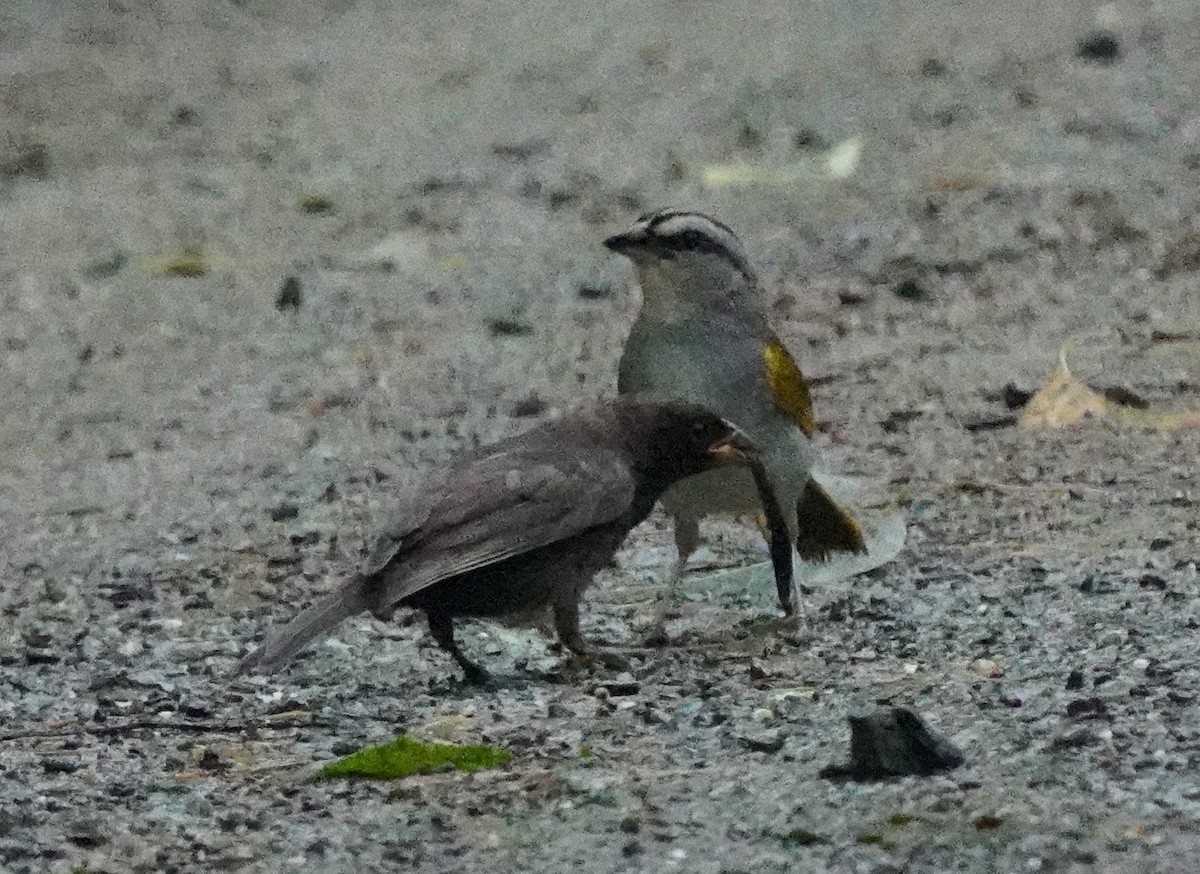 Black-striped Sparrow - ML549246931