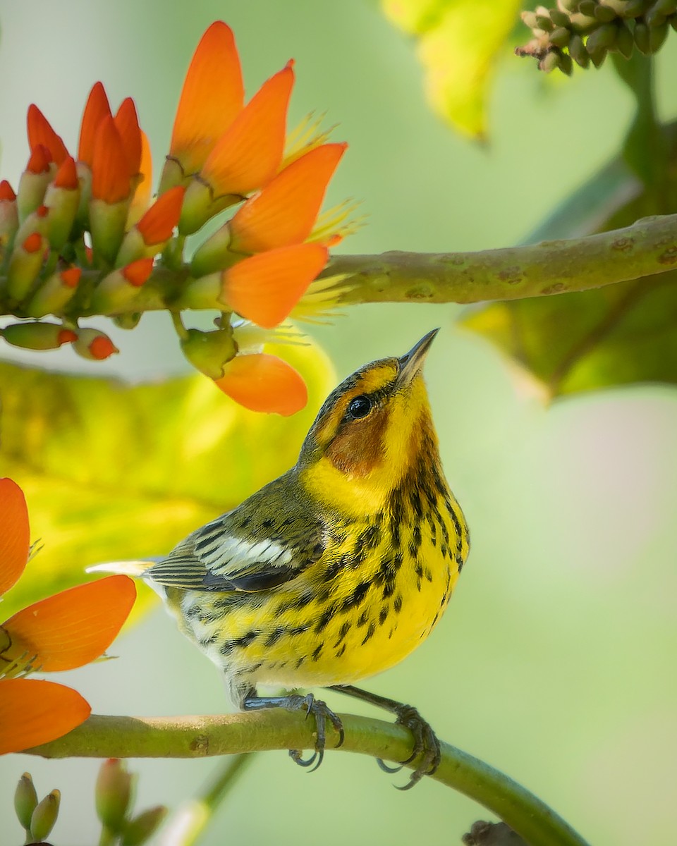 Cape May Warbler - Julián Arbeláez Aristizábal