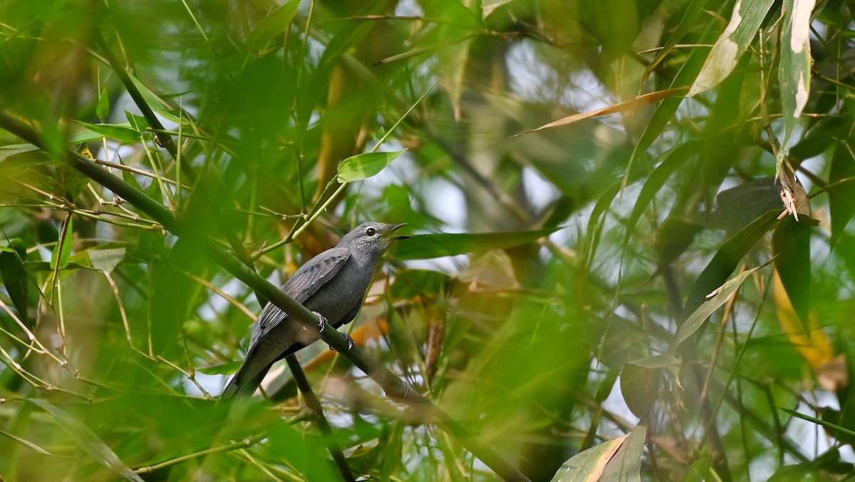 Black-winged Cuckooshrike - Aritra Pal