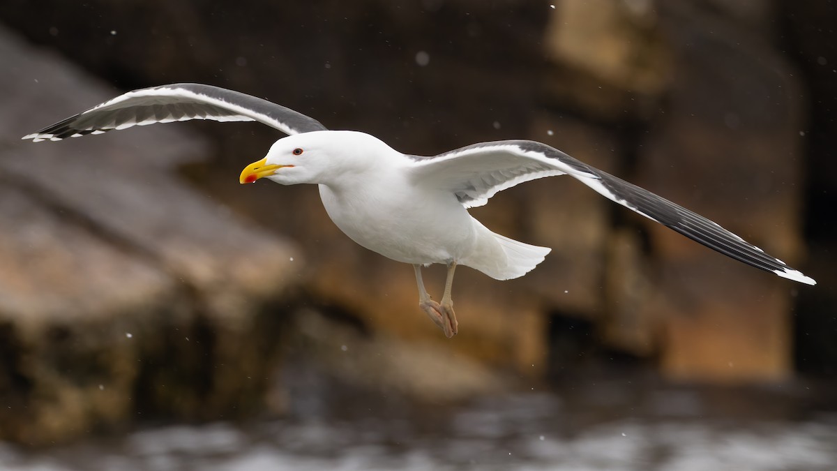 Great Black-backed Gull - ML549248681