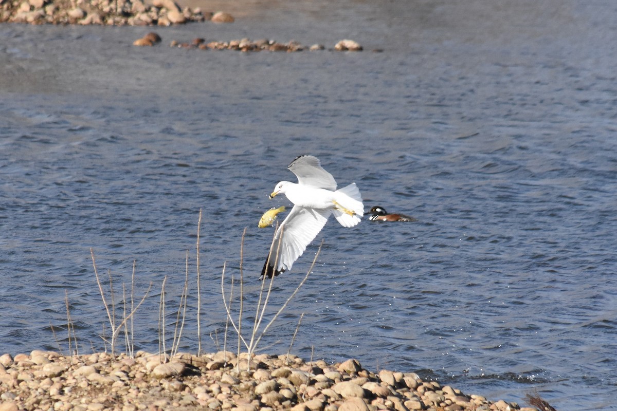 Ring-billed Gull - ML549249021