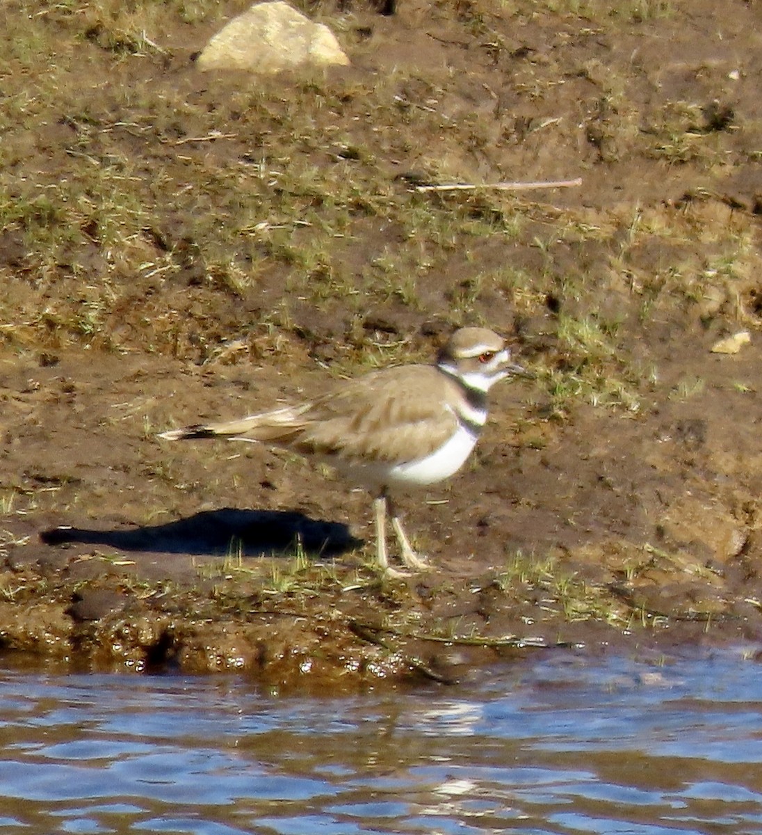 Killdeer - ML549252921