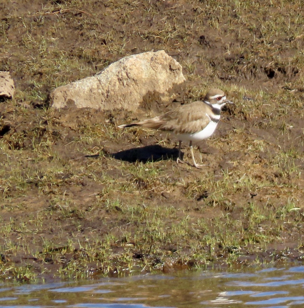 Killdeer - ML549252941