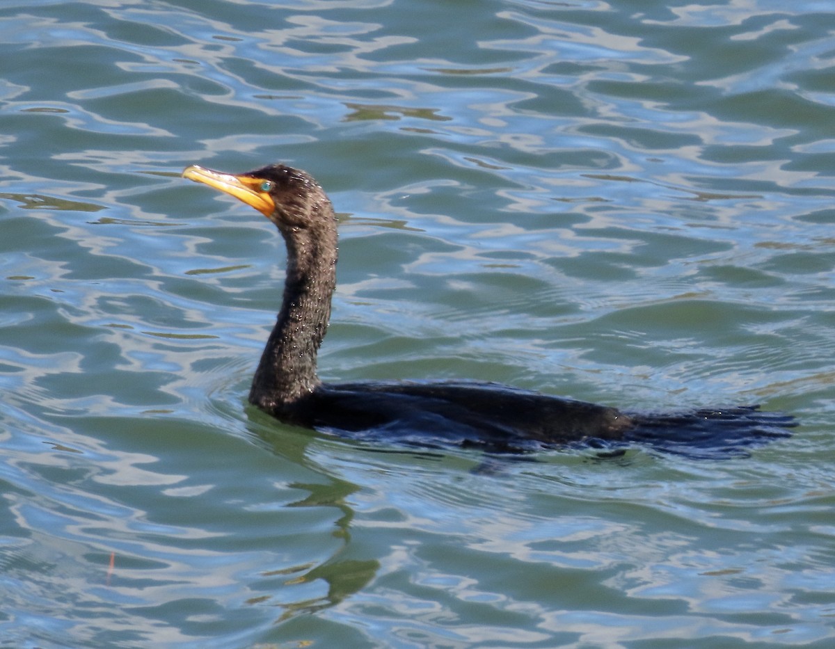 Double-crested Cormorant - ML549252951