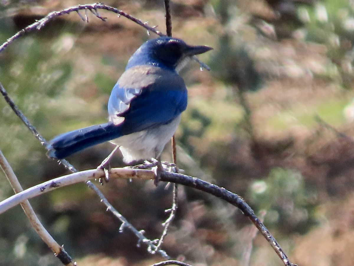 California Scrub-Jay - ML549252971