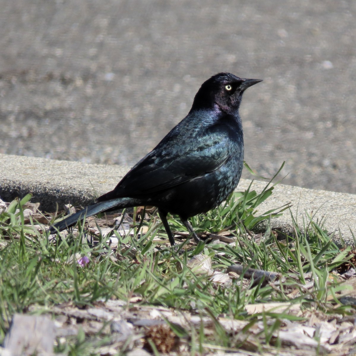 Brewer's Blackbird - ML549252981