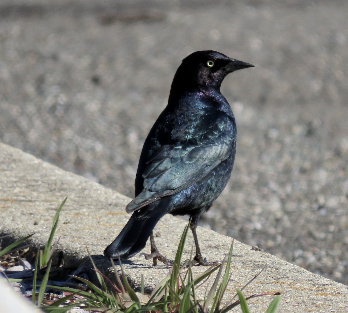 Brewer's Blackbird - ML549252991