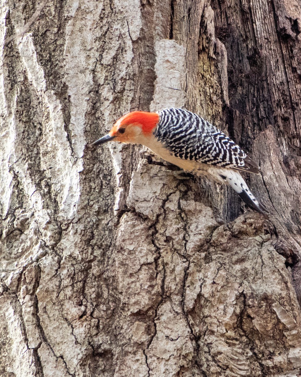 Red-bellied Woodpecker - ML549253231