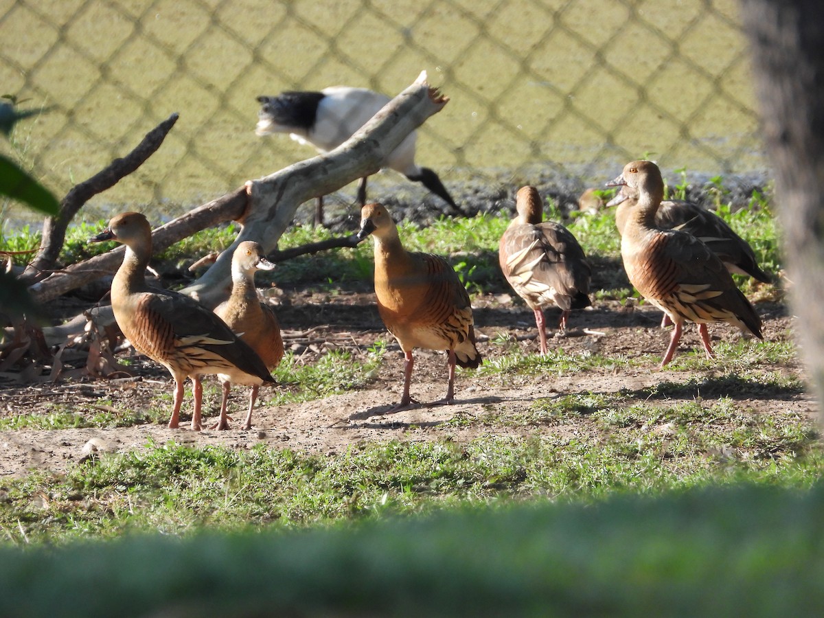 Plumed Whistling-Duck - ML549253271