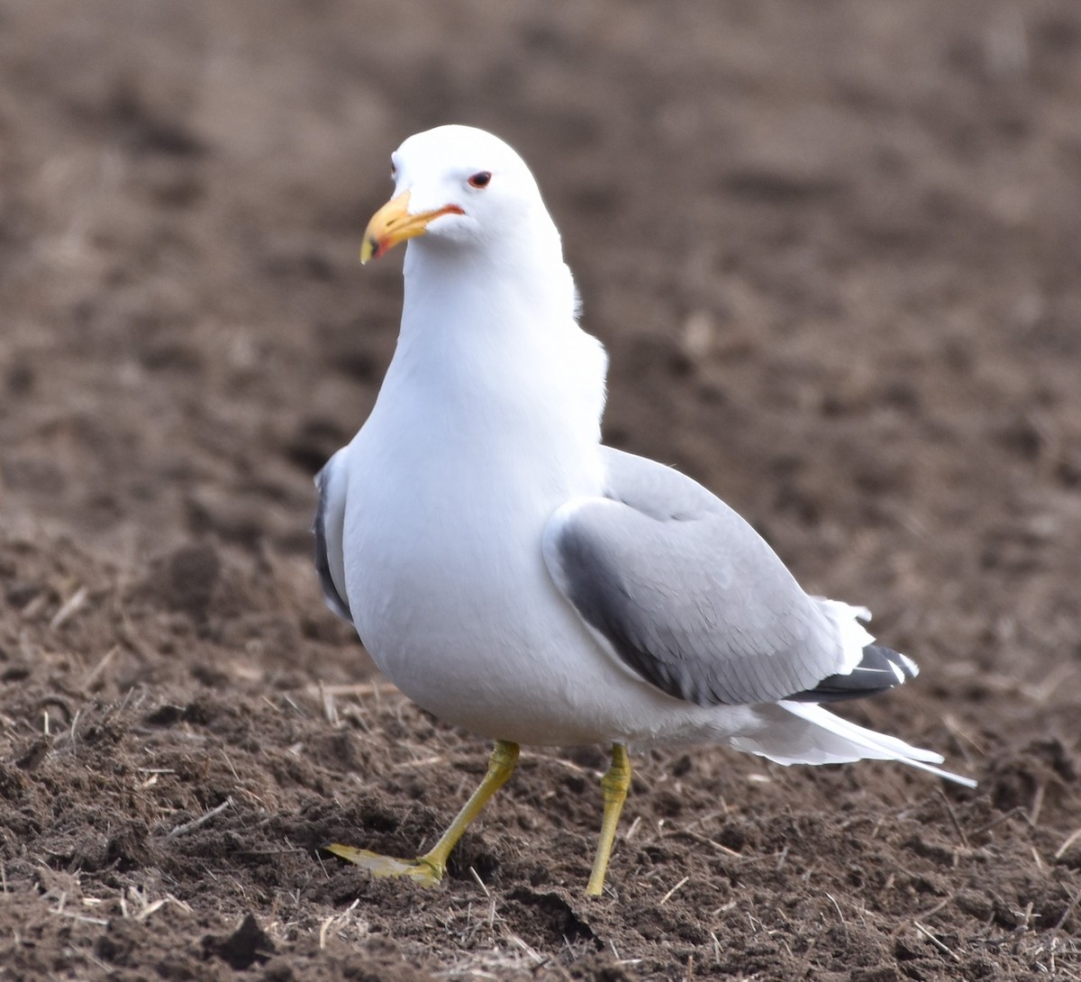 California Gull - ML549253771