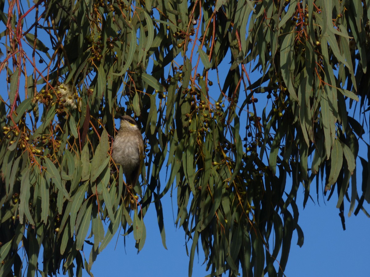 Singing Honeyeater - ML54925401