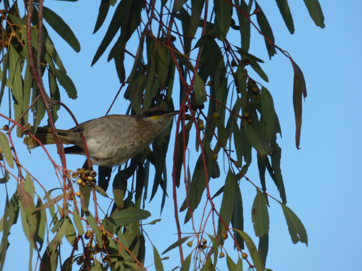 Singing Honeyeater - ML54925411