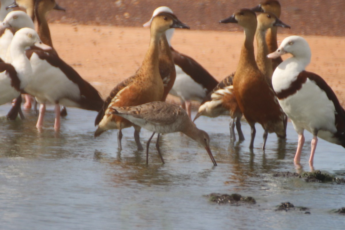 Black-tailed Godwit - ML549254271