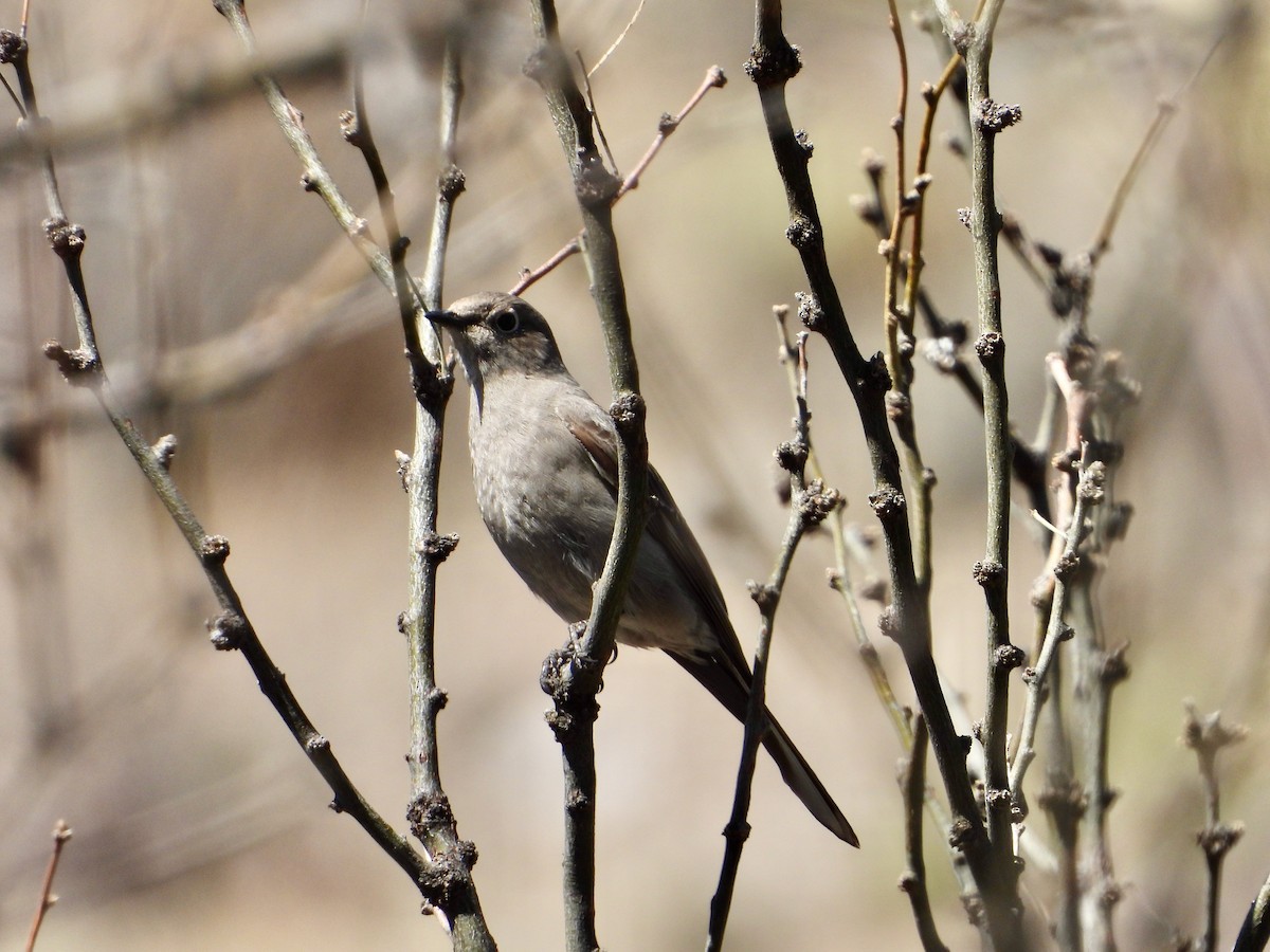 Townsend's Solitaire - ML549254991