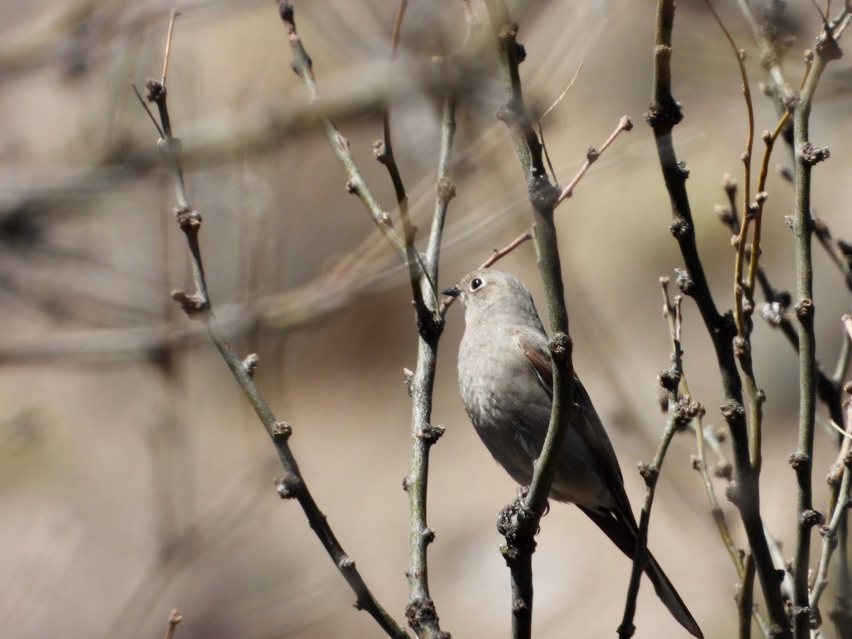 Townsend's Solitaire - ML549255001