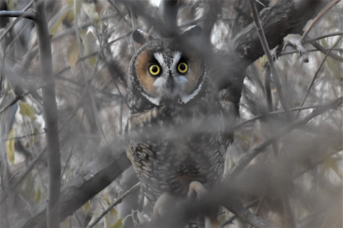 Long-eared Owl - ML549255181