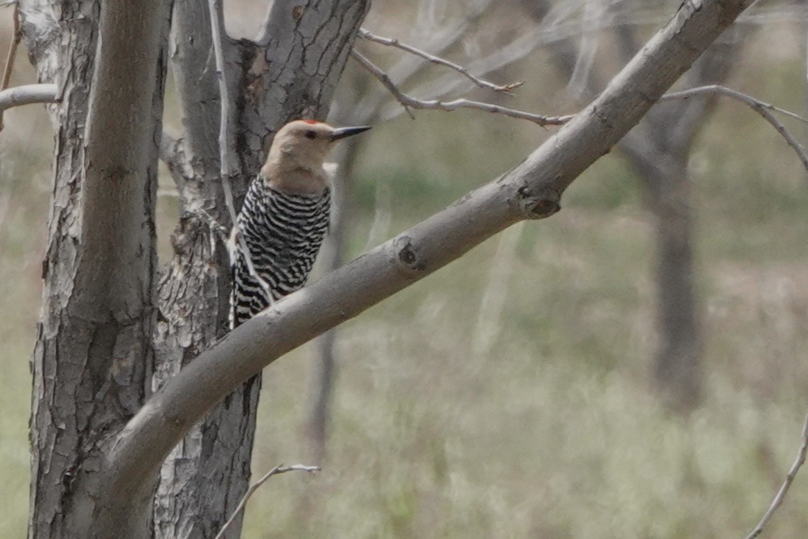 Gila Woodpecker - Glenda Jones