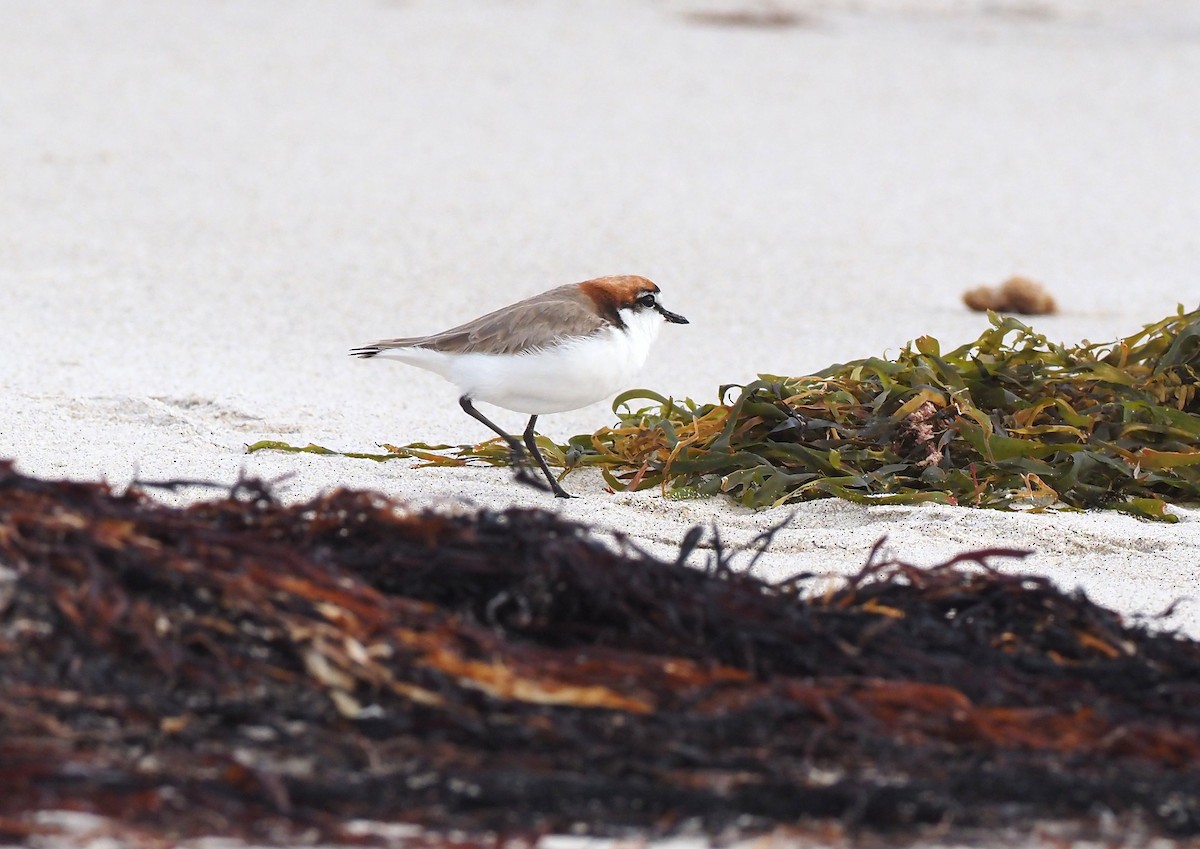 Red-capped Plover - ML549255421