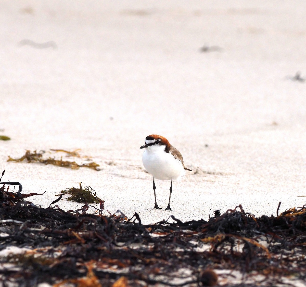 Red-capped Plover - ML549255491