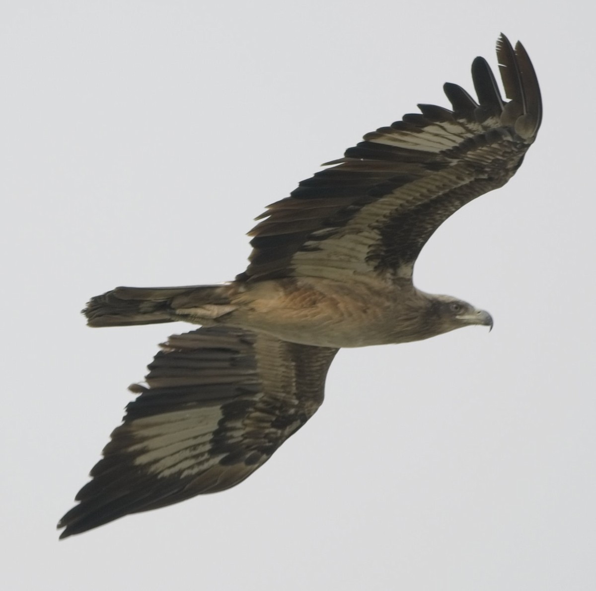 Pallas's Fish-Eagle - ML549255581