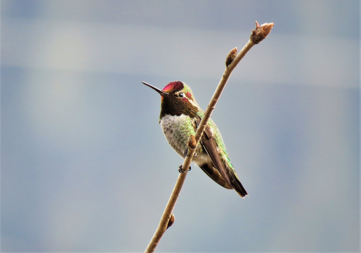 Anna's Hummingbird - ML549256561