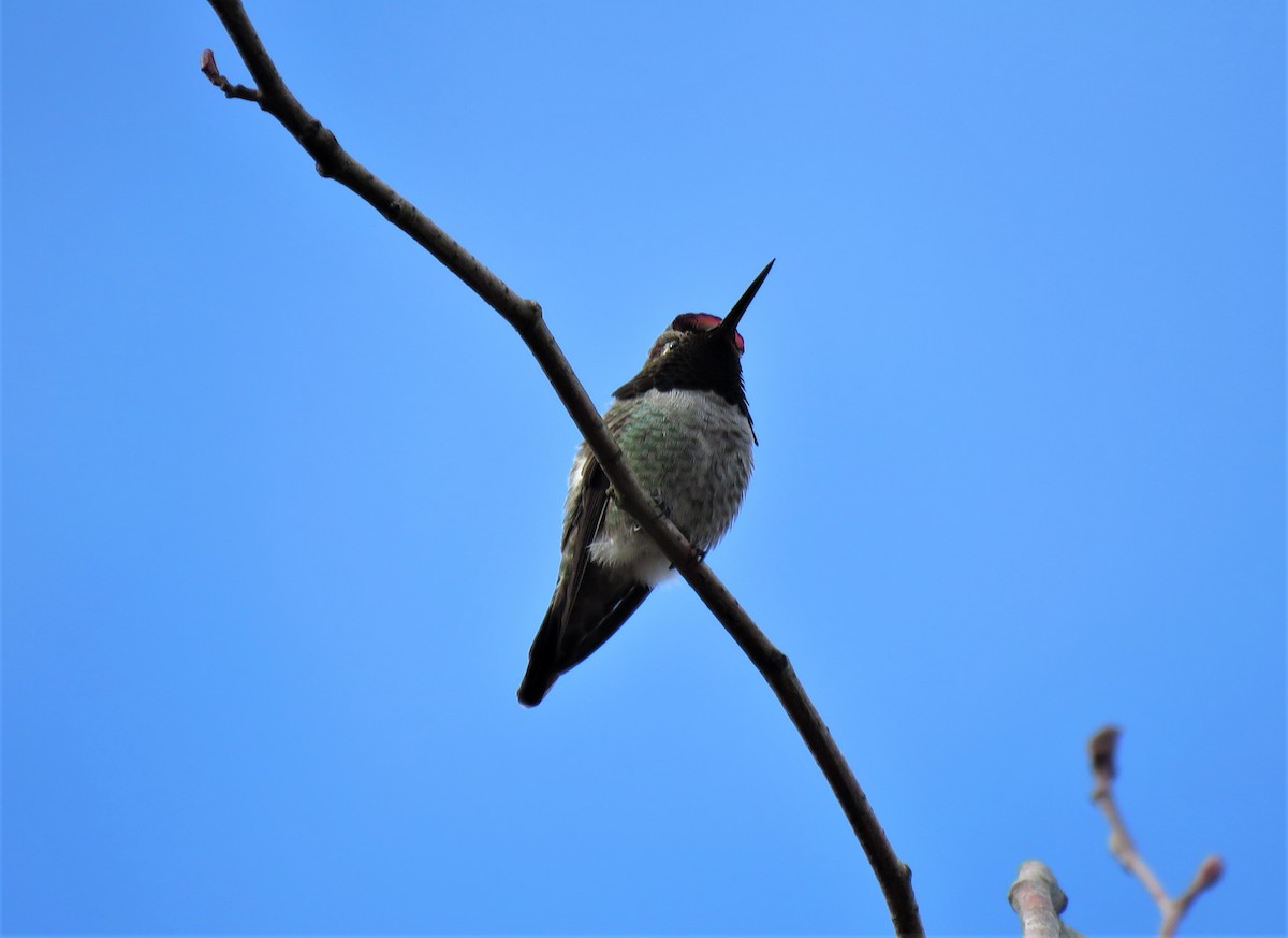 Colibrí de Anna - ML549256571