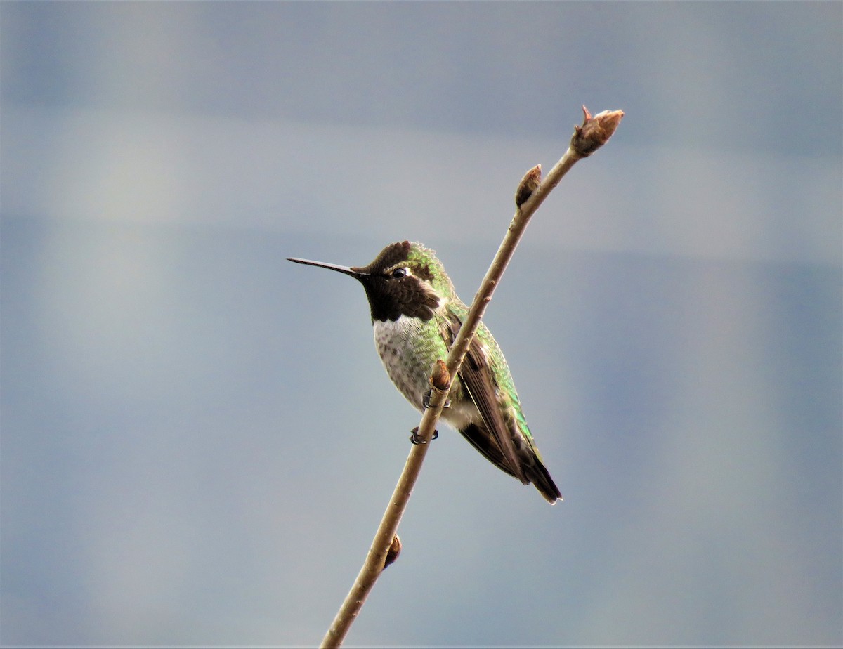 Anna's Hummingbird - ML549256581