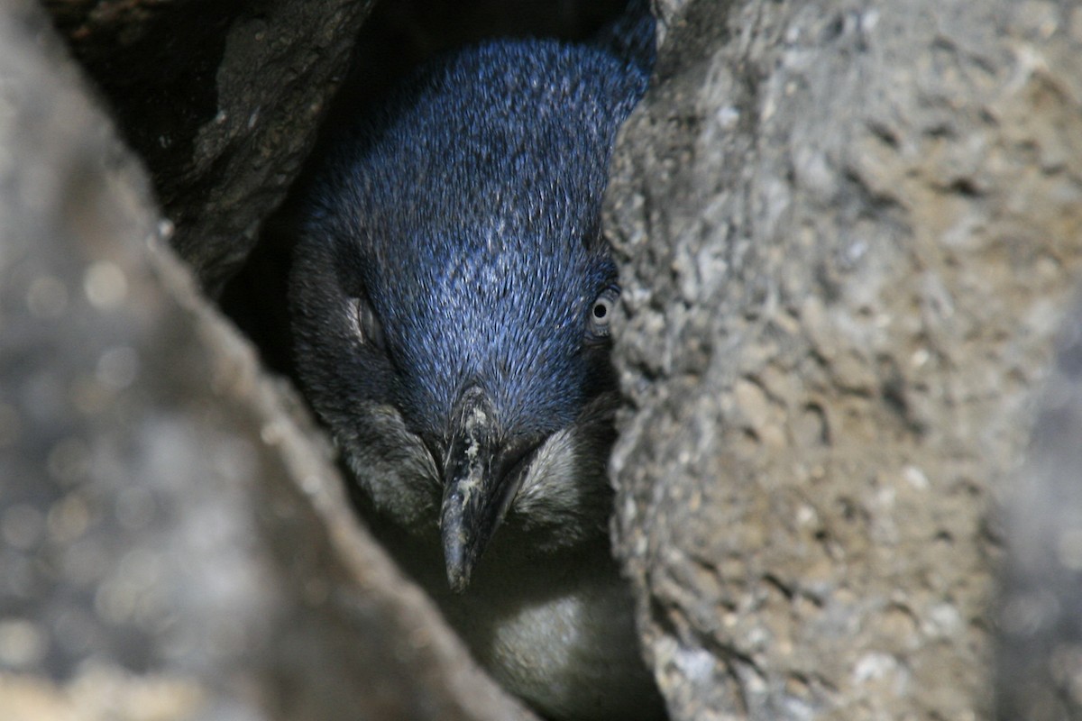 Little Penguin - Lorix Bertling