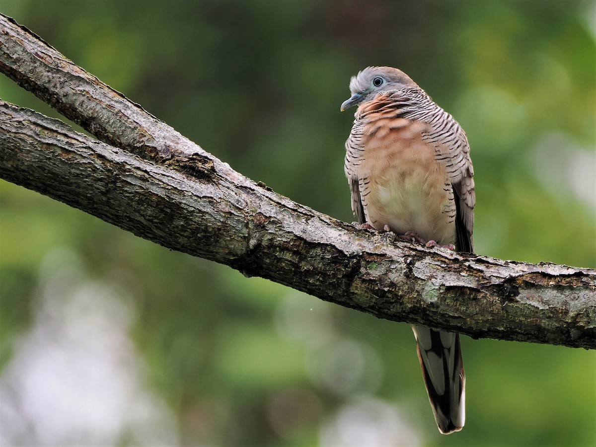 Zebra Dove - Evelyn Lee